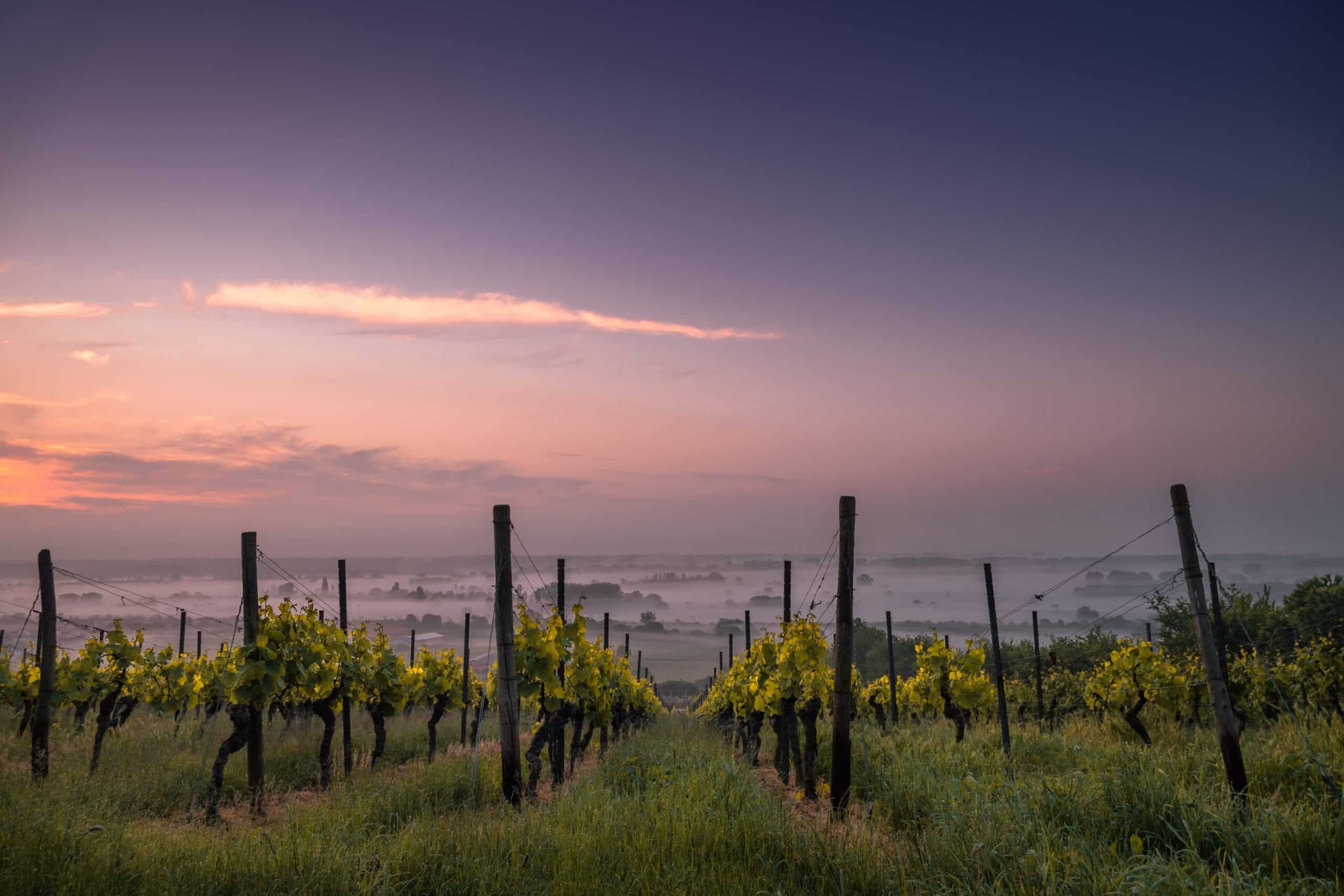 Forkæl dig selv og dem du kender med Bordeaux vine